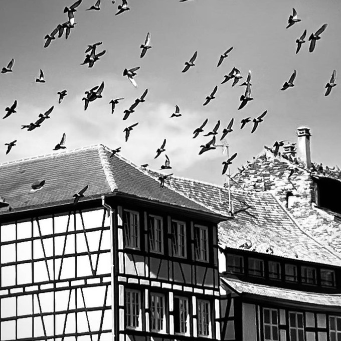 birds
