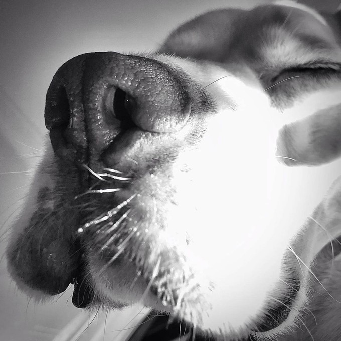 The dog