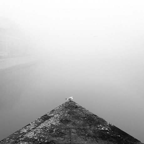 Fog